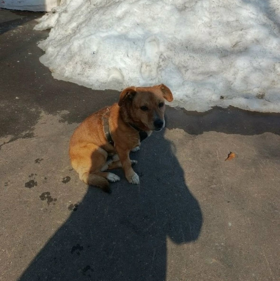 Пропала собака в Нижнекамске — фото объявления