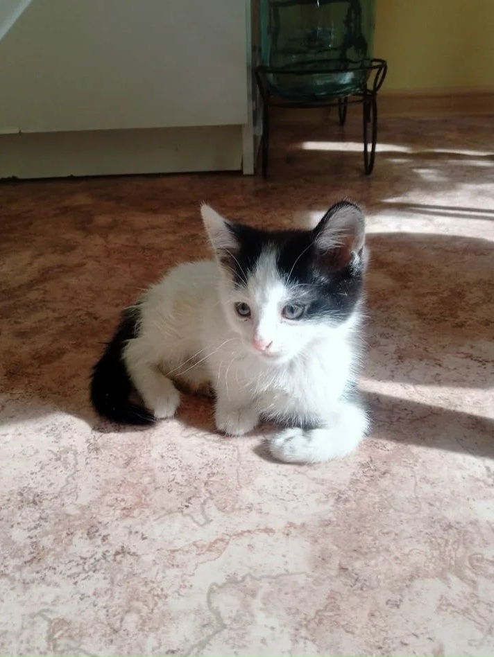 Найдена кошка в Нижнекамске — фото объявления