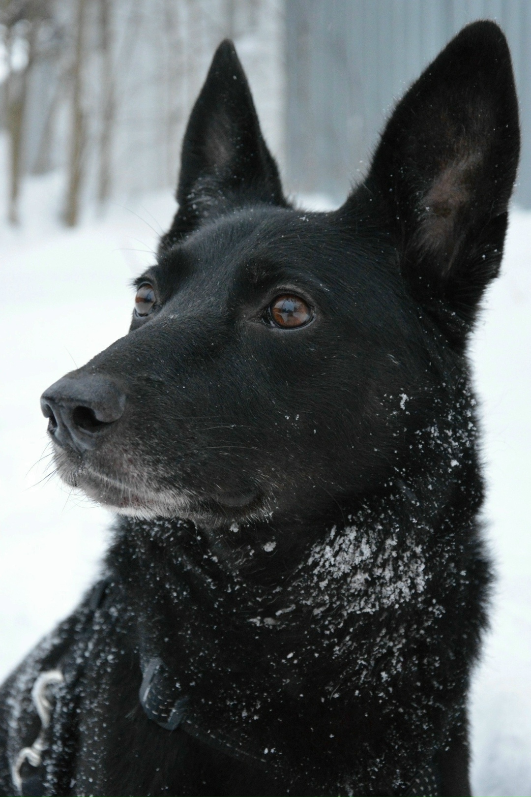 Пропала собака в Нижнекамске — фото объявления