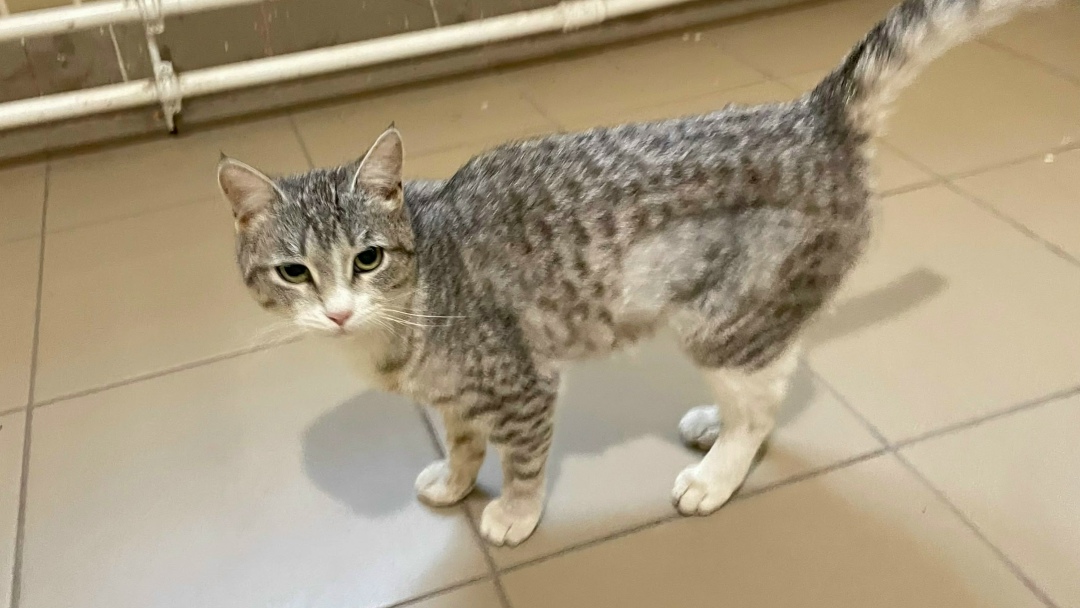 Найдена кошка в Нижнекамске — фото объявления