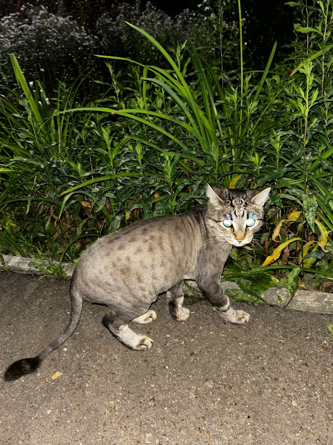 Найдена кошка в Нижнекамске — фото объявления