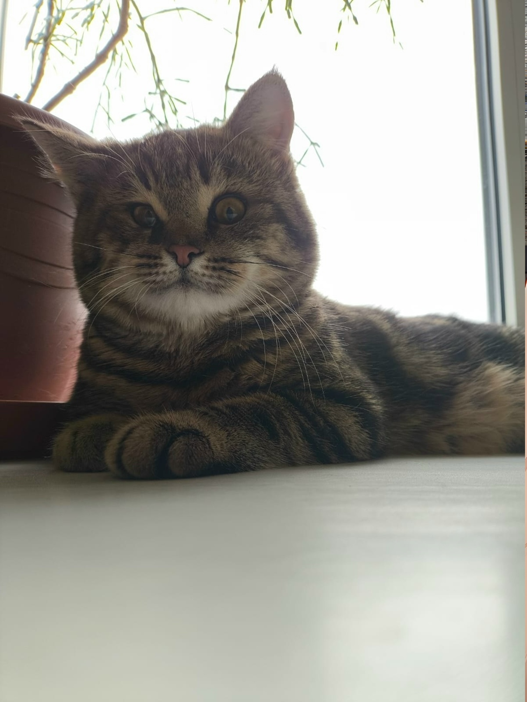 Пропала собака в Нижнекамске — фото объявления