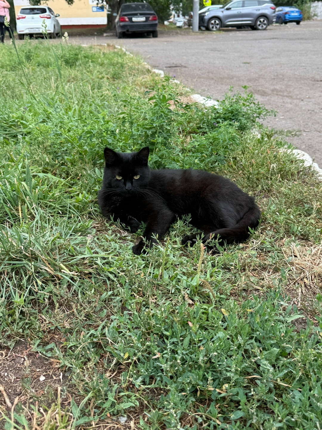 Найдена кошка в Нижнекамске — фото объявления