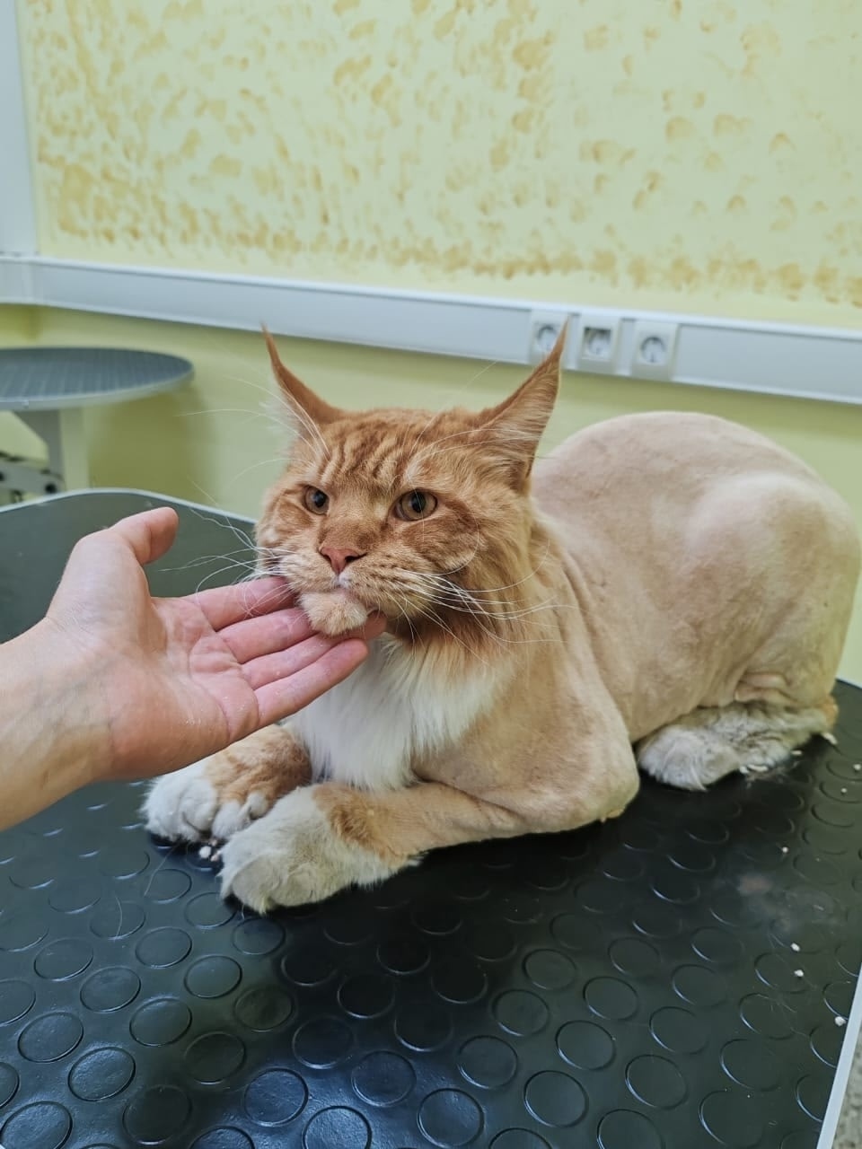 Пропала кошка в Нижнекамске — фото объявления