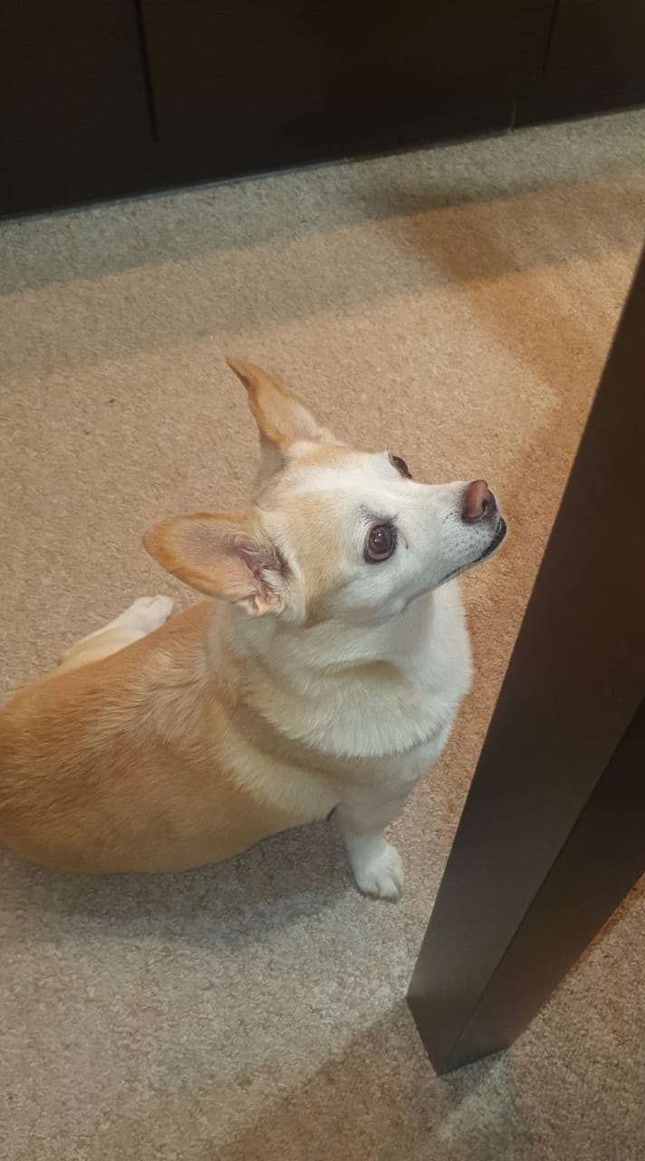 Пропала собака в Нижнекамске — фото объявления