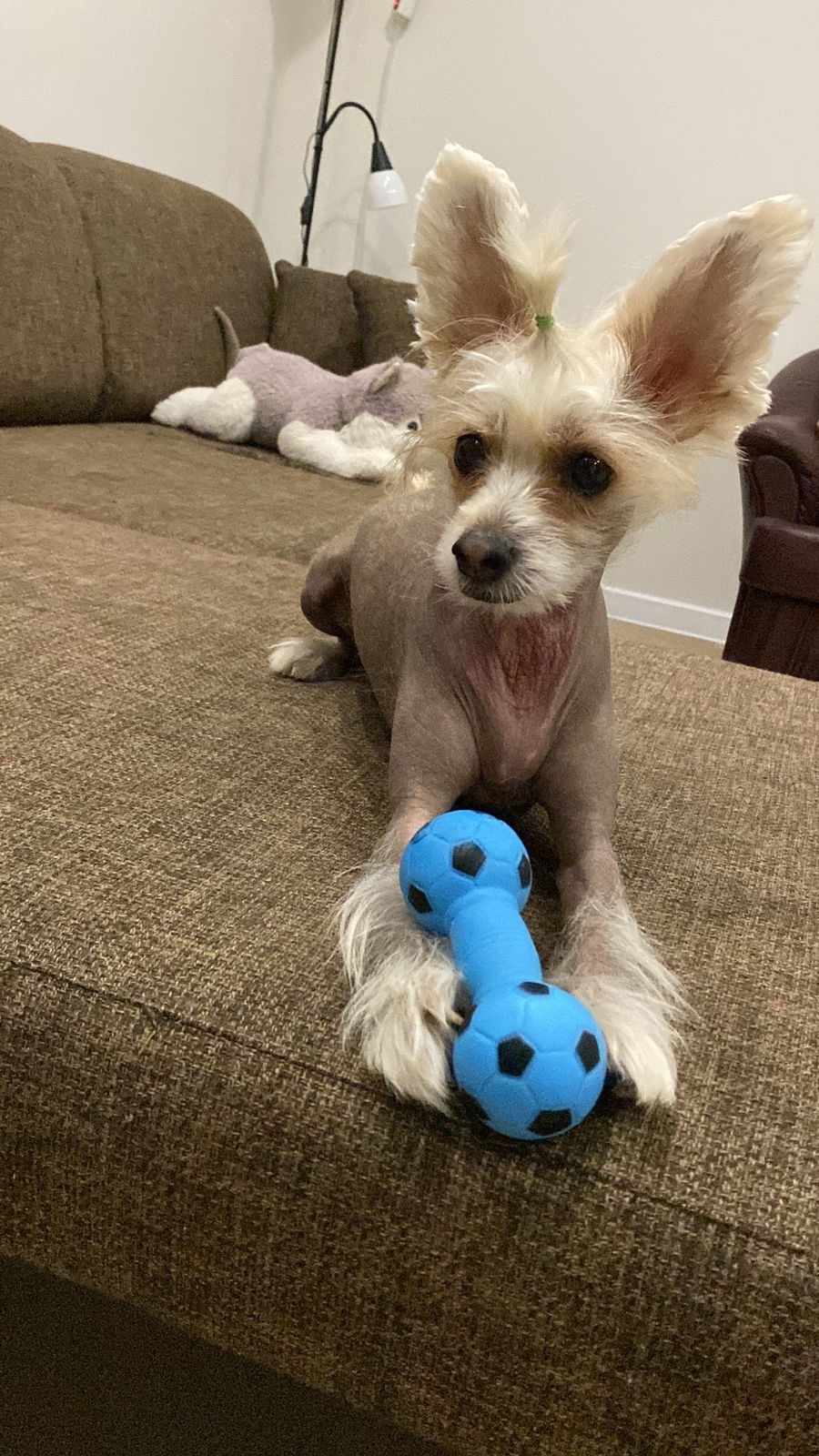 Пропала собака в Нижнекамске — фото объявления