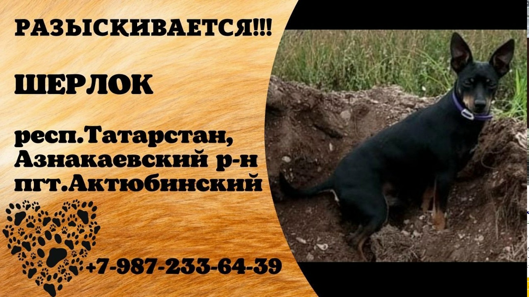Пропала собака в Нижнекамске — фото объявления