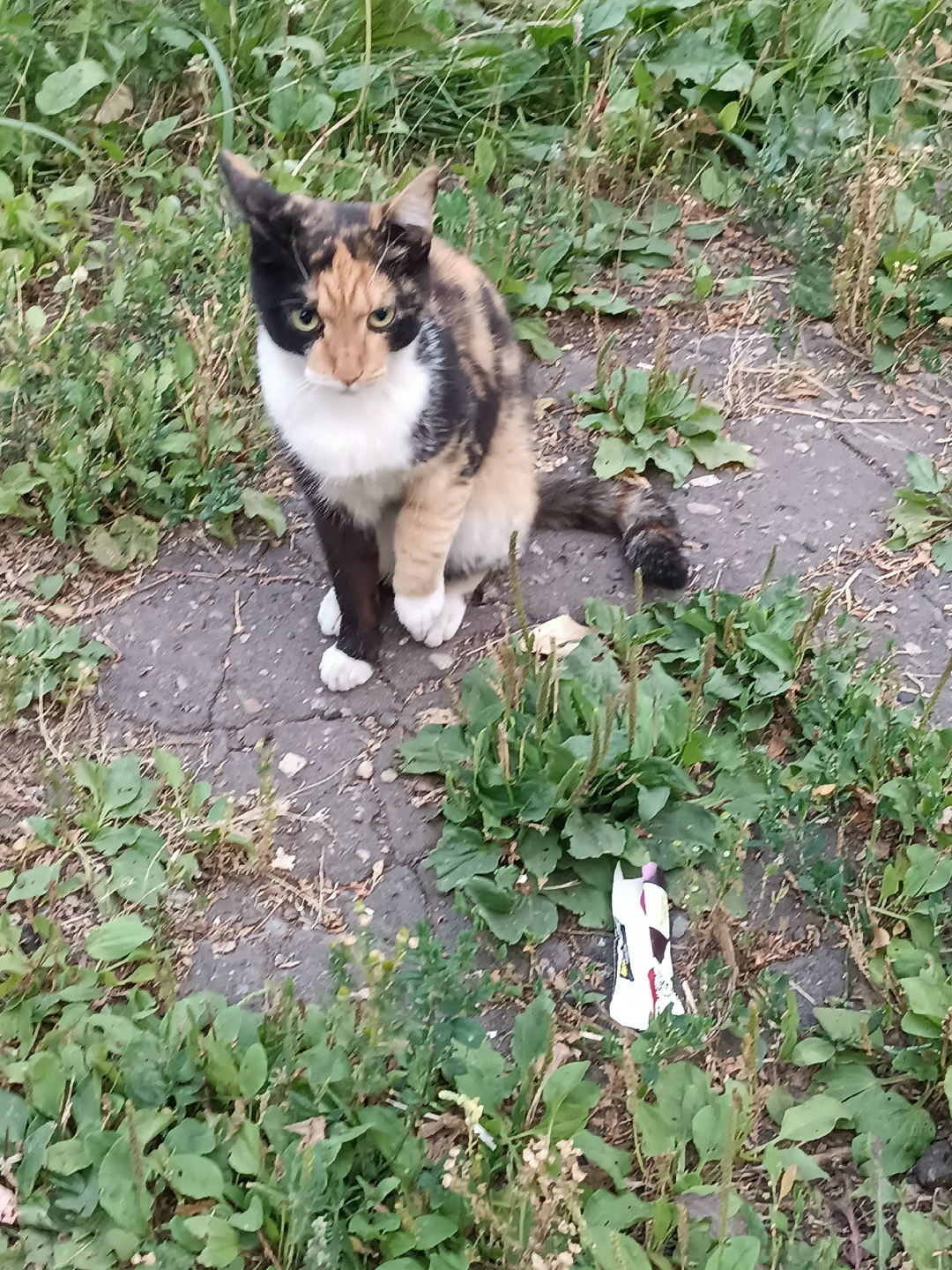 Пропала кошка в Нижнекамске — фото объявления