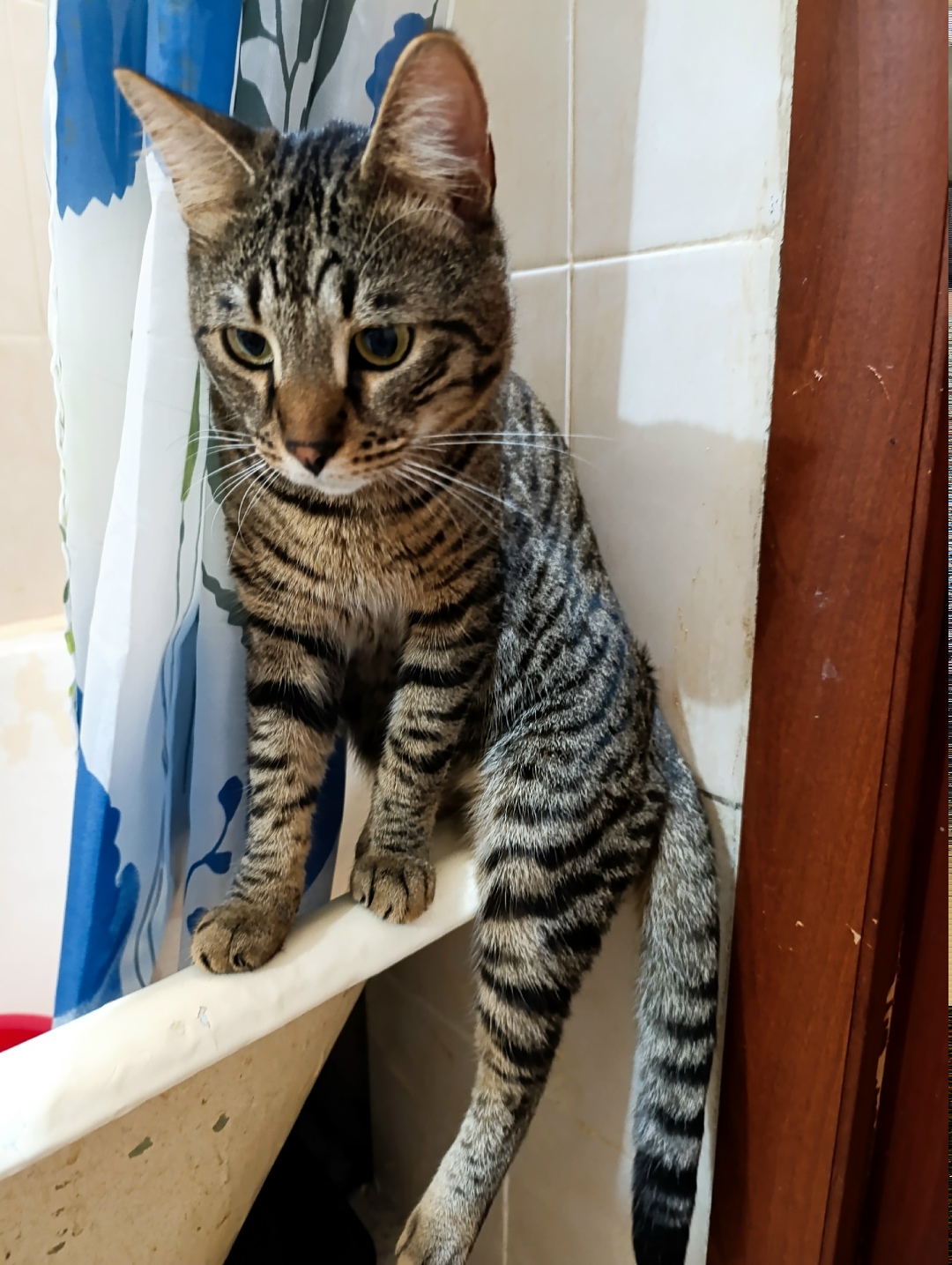 Пропала кошка в Нижнекамске — фото объявления