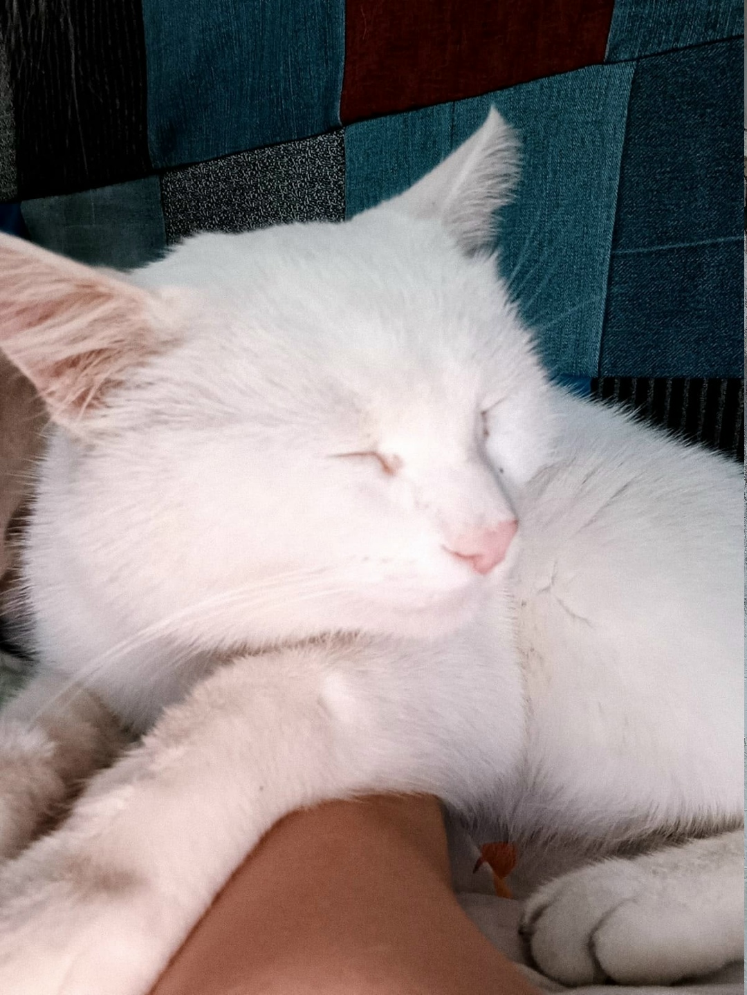 Пропала кошка в Нижнекамске — фото объявления