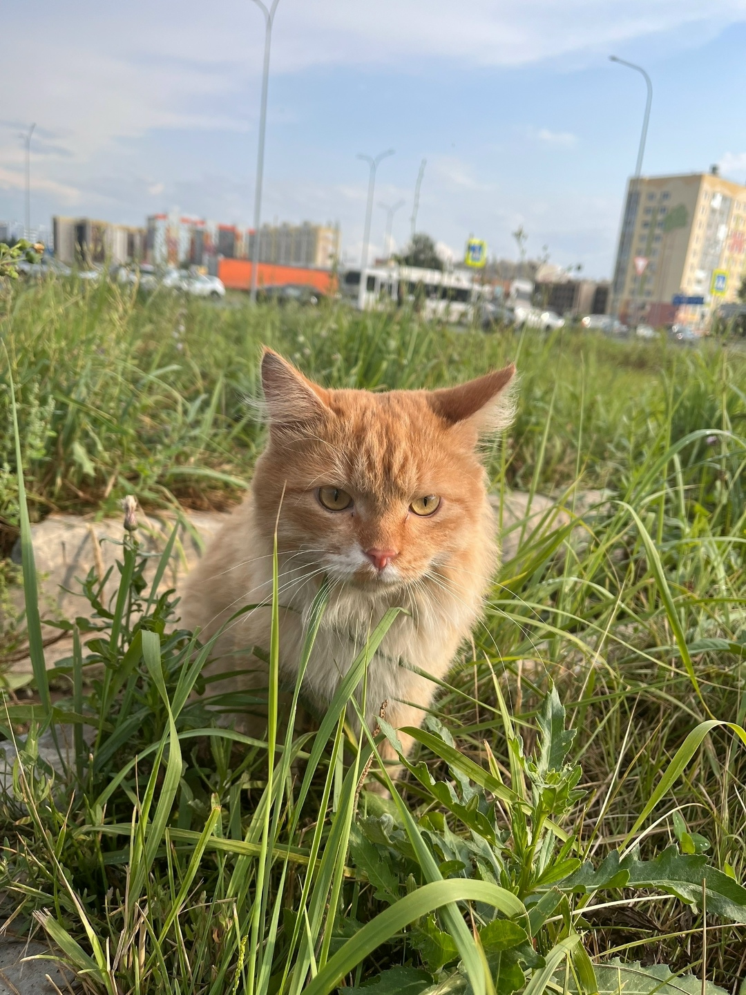 Пропала кошка в Нижнекамске — фото объявления