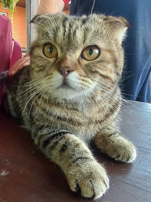 Найдена собака в Нижнекамске — фото объявления