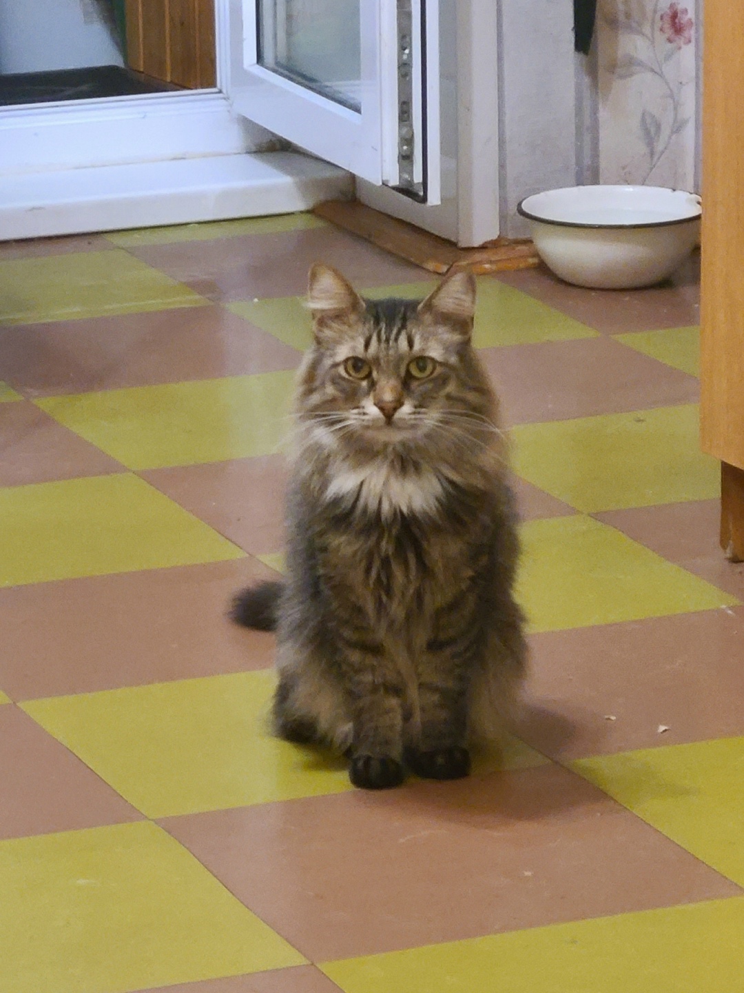 Пропала кошка в Нижнекамске — фото объявления