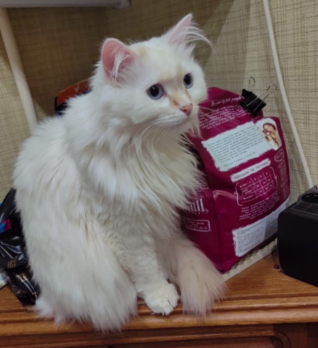 Пропала кошка в Нижнекамске — фото объявления