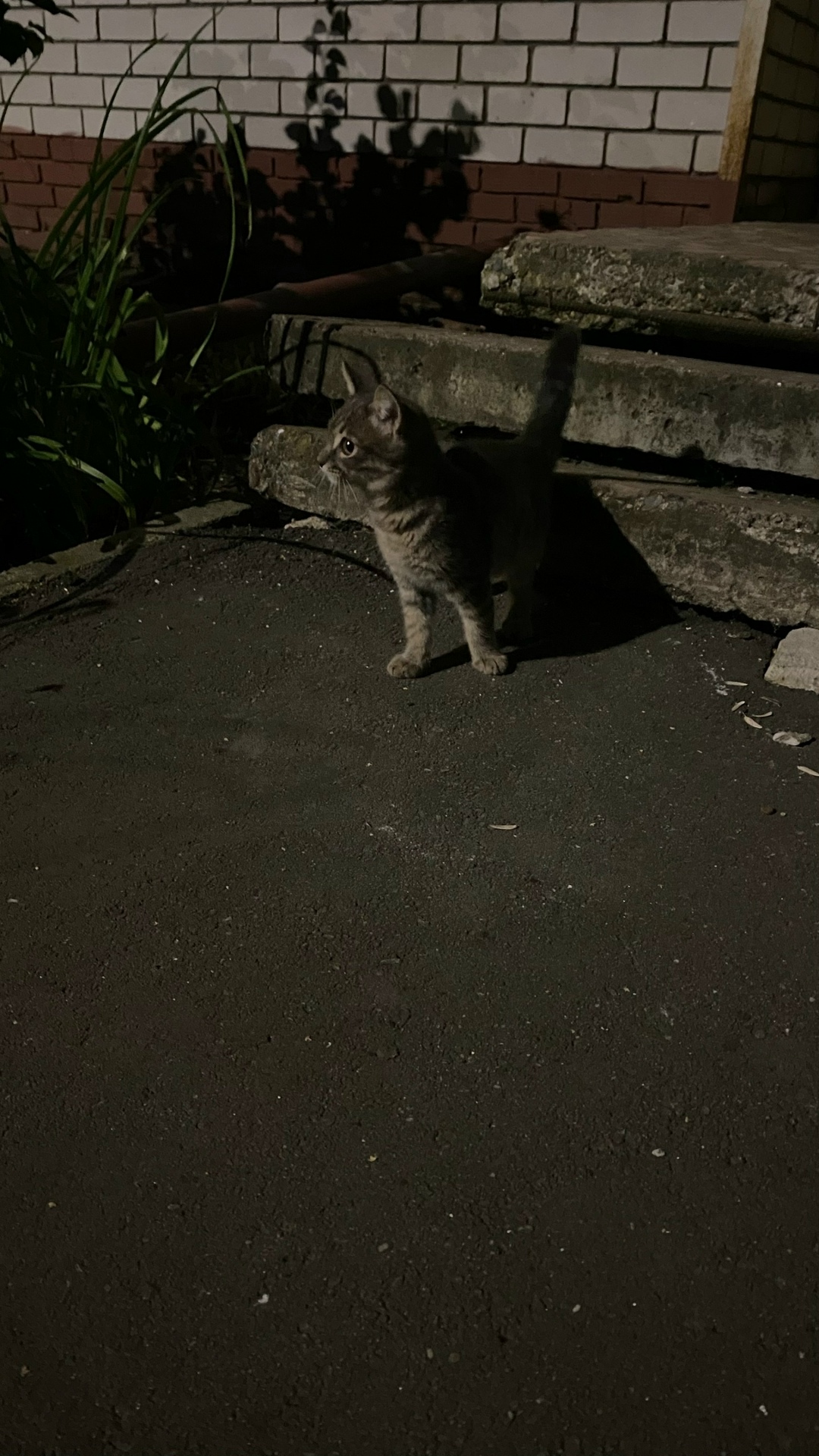 Пропала кошка в Нижнекамске — фото объявления