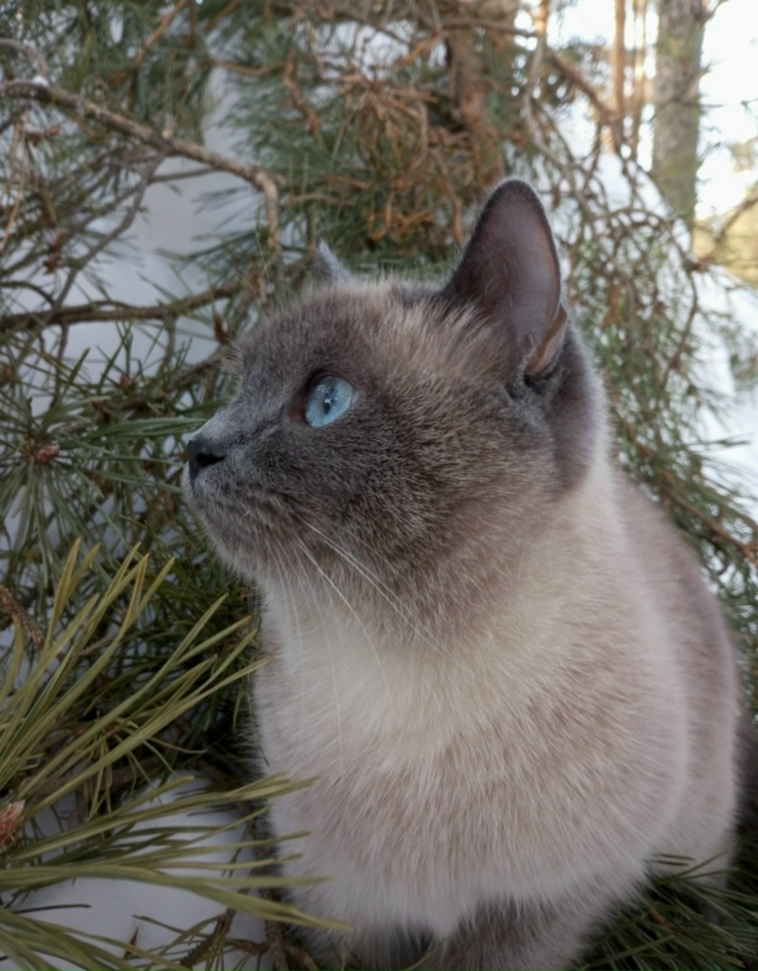 Пропала кошка в Нижнекамске — фото объявления