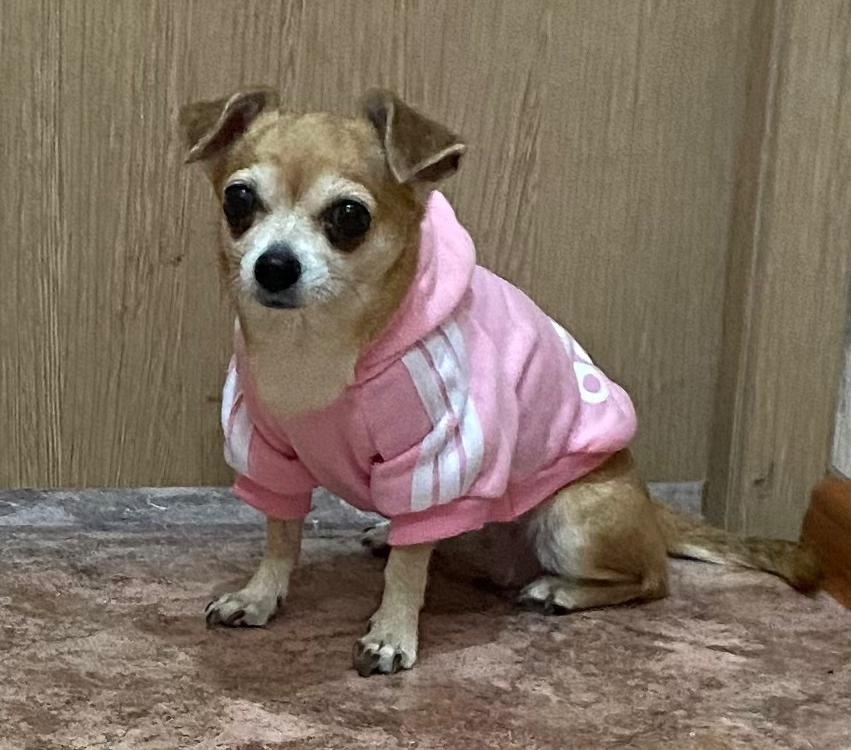 Пропала собака в Нижнекамске — фото объявления