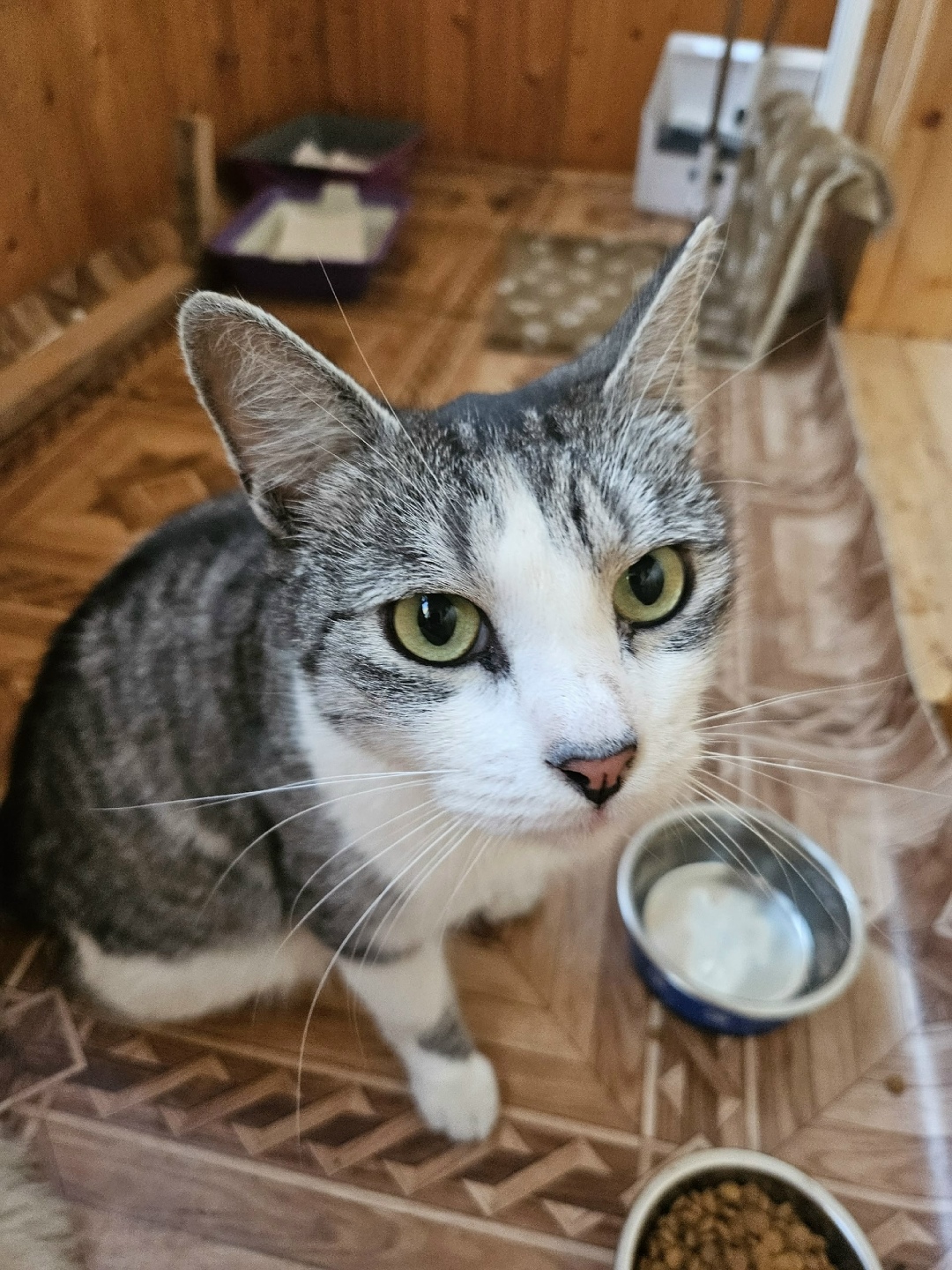 Найдена кошка в Нижнекамске — фото объявления