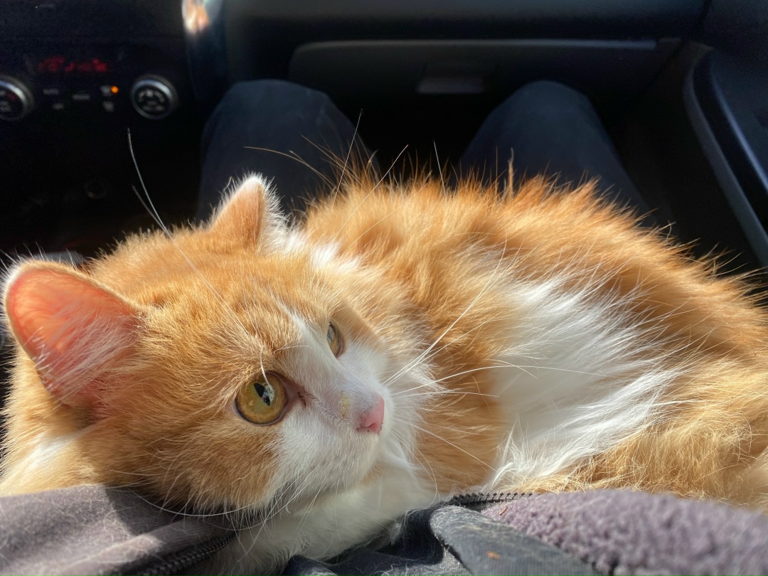 Найдена кошка в Петрозаводске — фото объявления