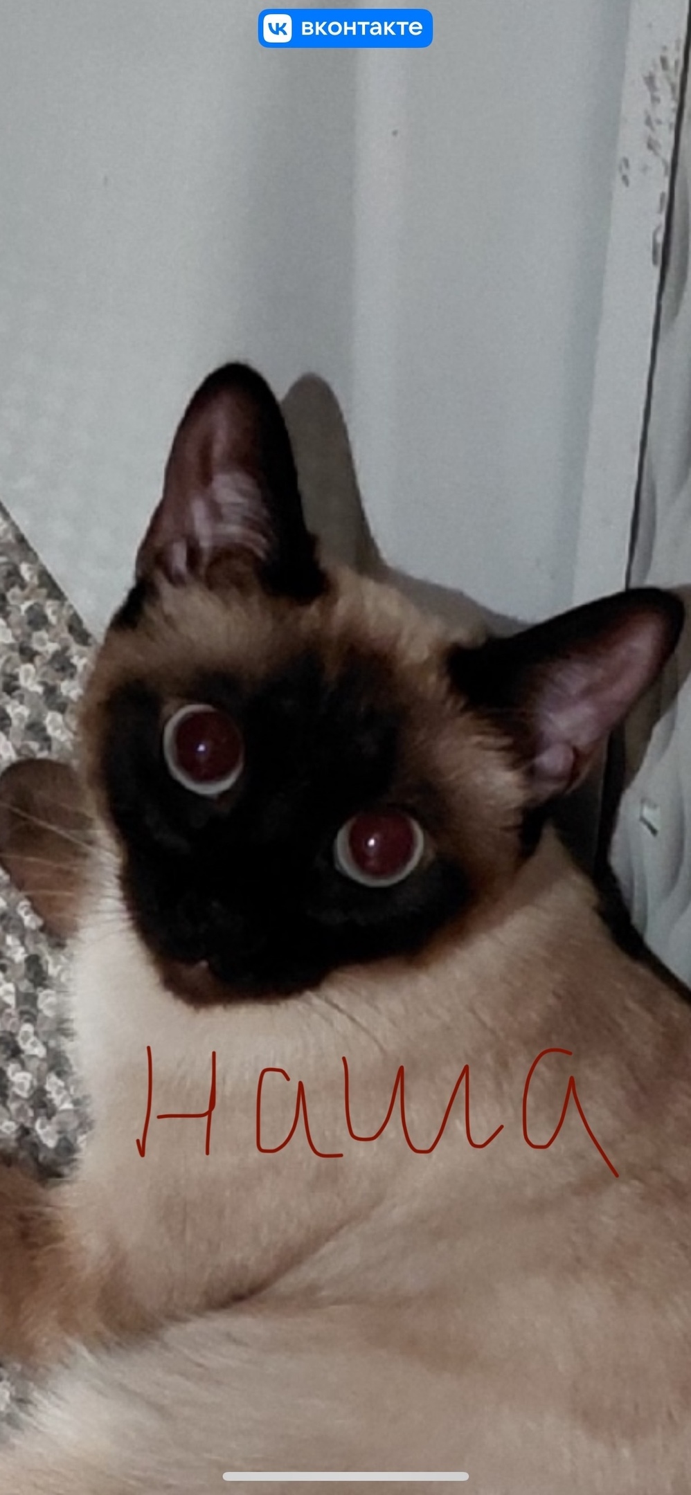 Пропала кошка в Петрозаводске — фото объявления