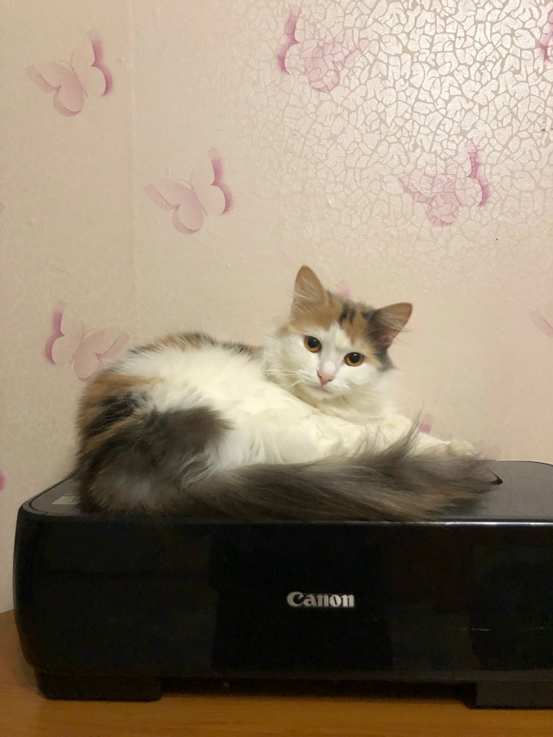 Пропала кошка в Петрозаводске — фото объявления