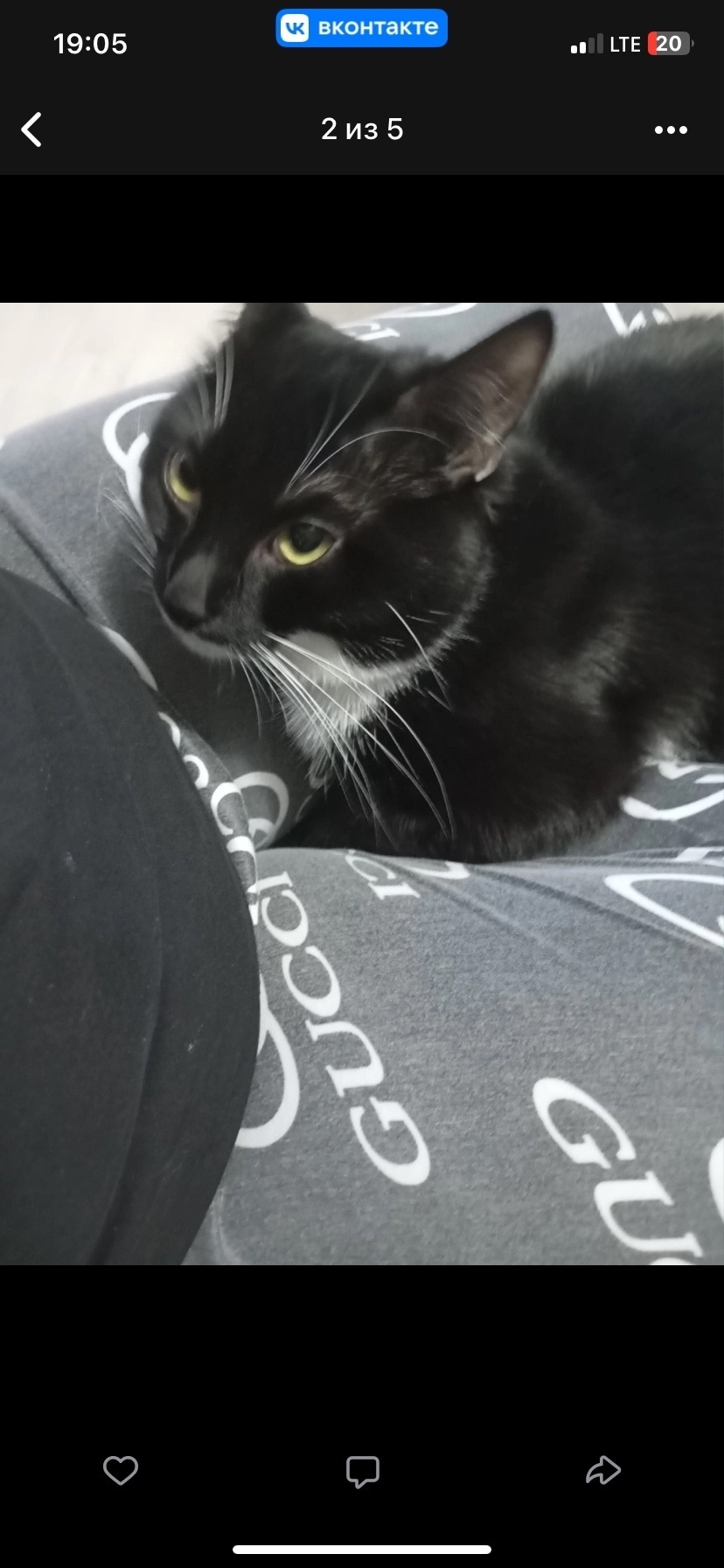 Пропала собака в Петрозаводске — фото объявления