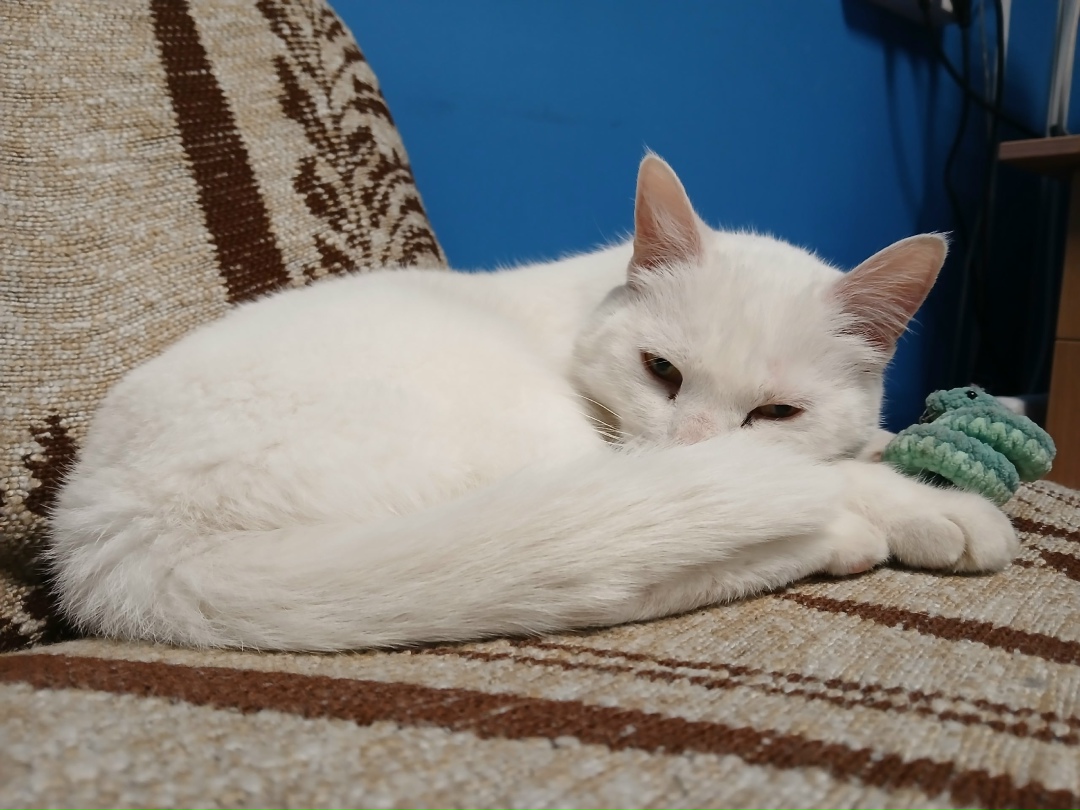 Найдена собака в Петрозаводске — фото объявления