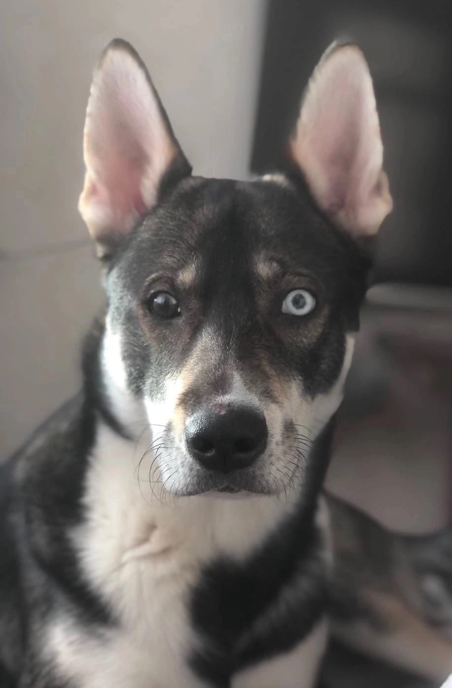 Пропала собака в Петрозаводске — фото объявления