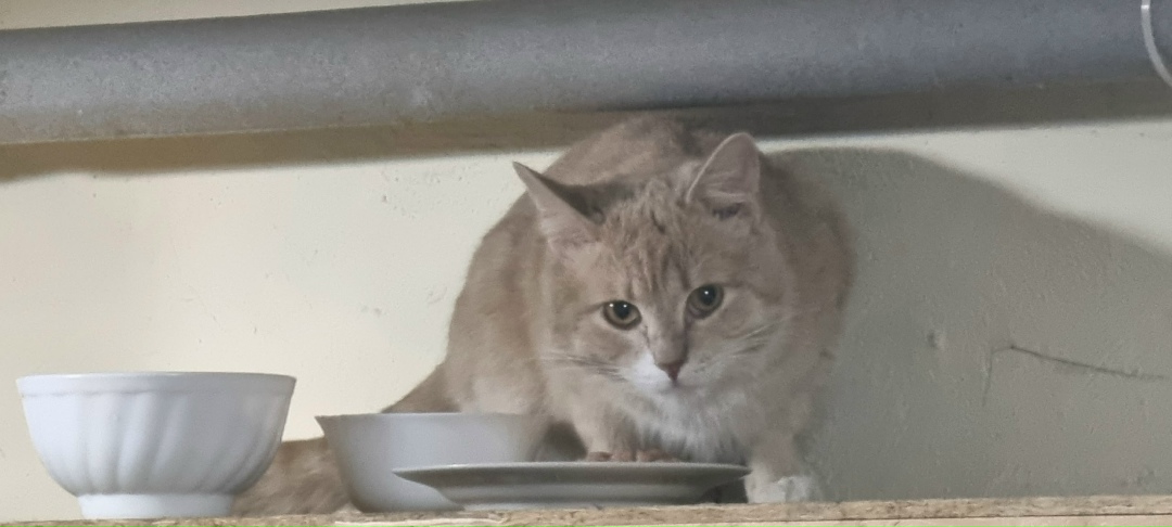 Найдена кошка в Петрозаводске — фото объявления