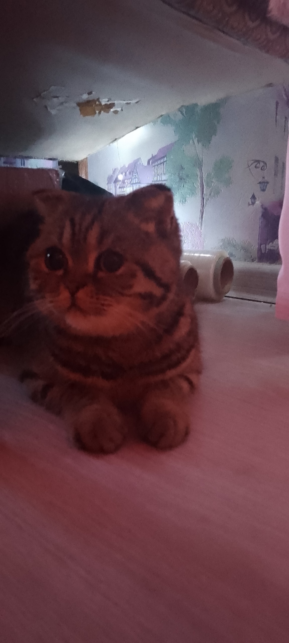 Найдена кошка в Петрозаводске — фото объявления