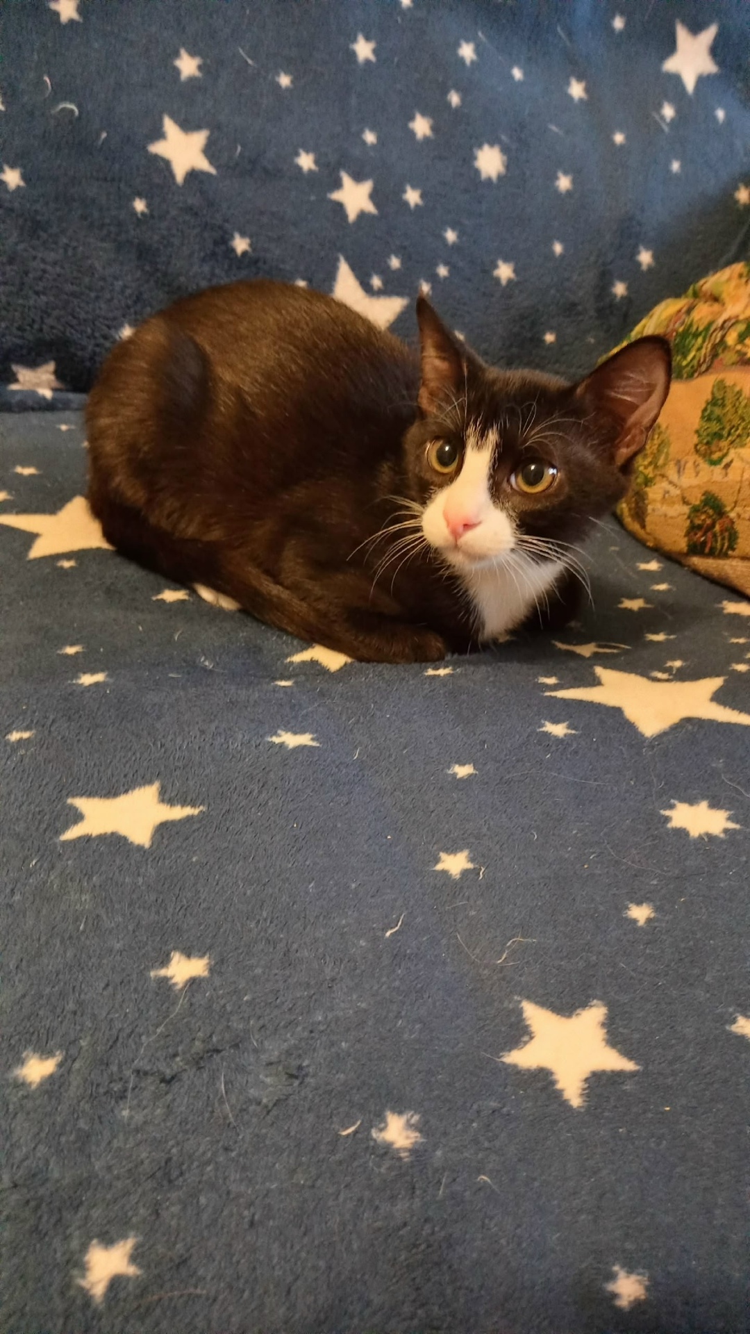 Пропала кошка в Петрозаводске — фото объявления