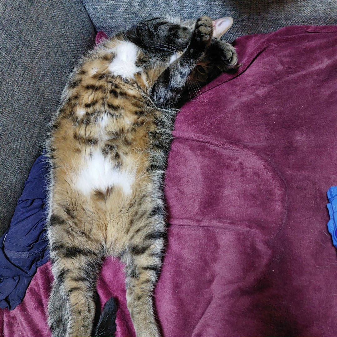 Пропала кошка в Петрозаводске — фото объявления