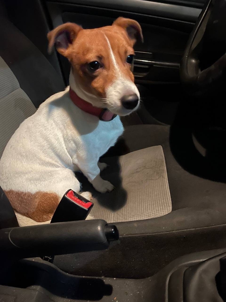 Найдена собака в Петрозаводске — фото объявления