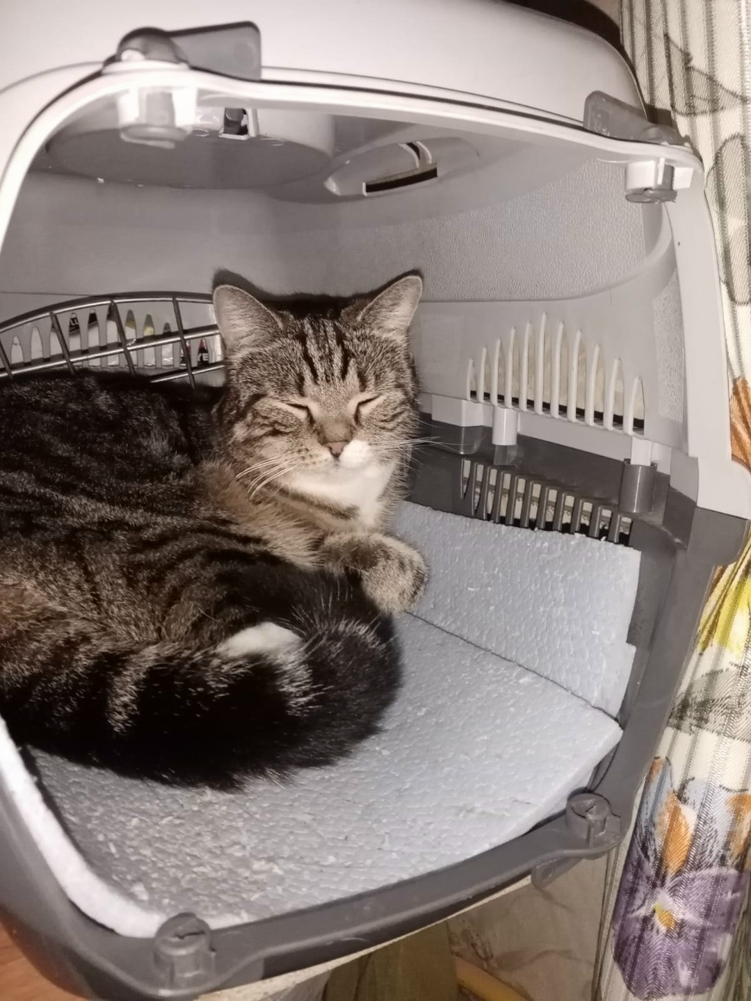 Пропала кошка в Петрозаводске — фото объявления