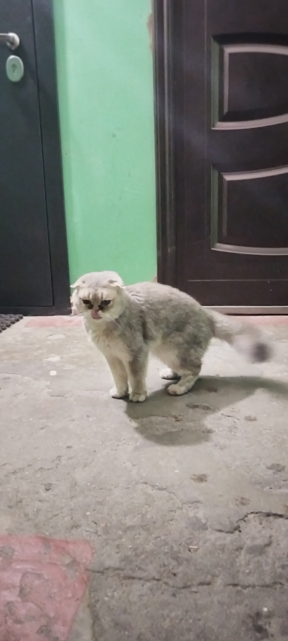 Найдена кошка в Петрозаводске — фото объявления