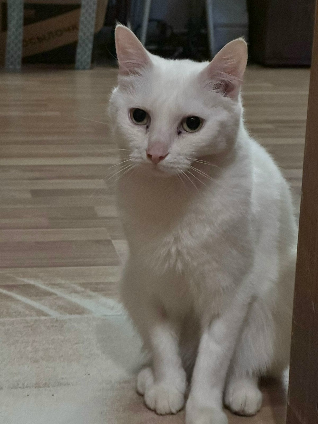 Найдена собака в Петрозаводске — фото объявления