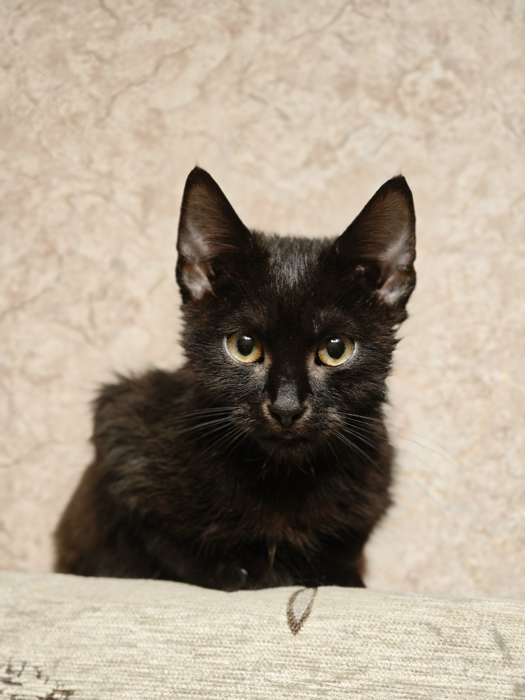 Найдена кошка в Петрозаводске — фото объявления