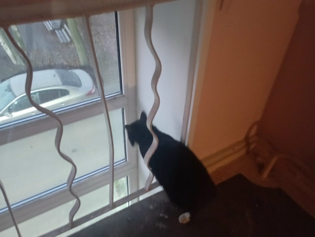 Найдена кошка в Петрозаводске — фото объявления