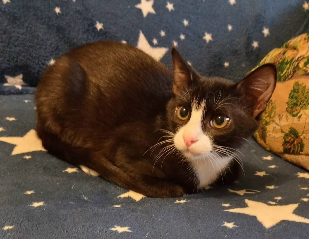 Пропала кошка в Петрозаводске — фото объявления