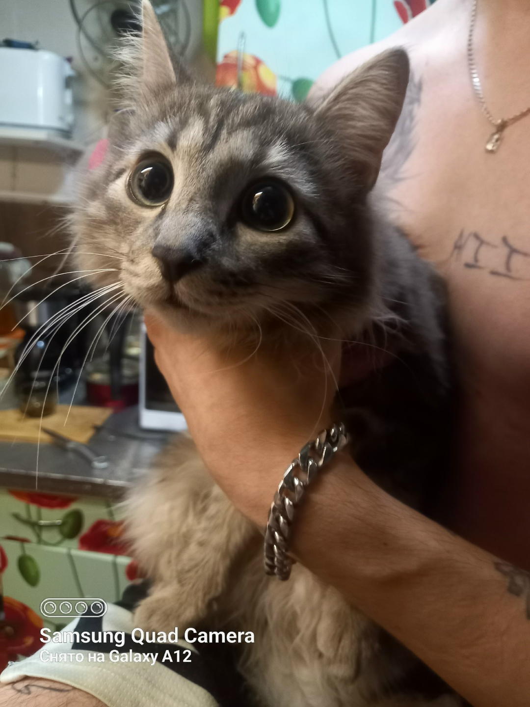 Найдена кошка в Петрозаводске — фото объявления