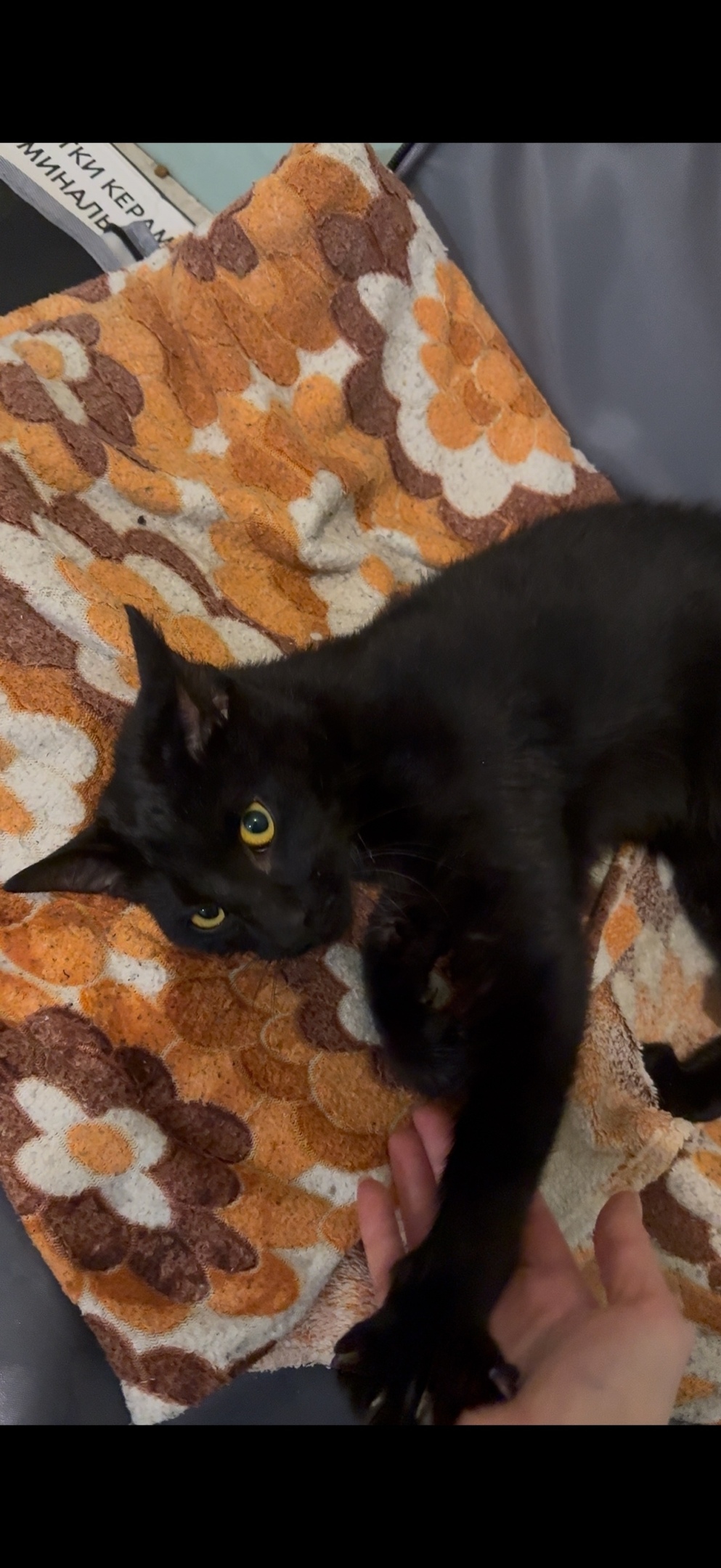 Найдена кошка в Петрозаводске — фото объявления