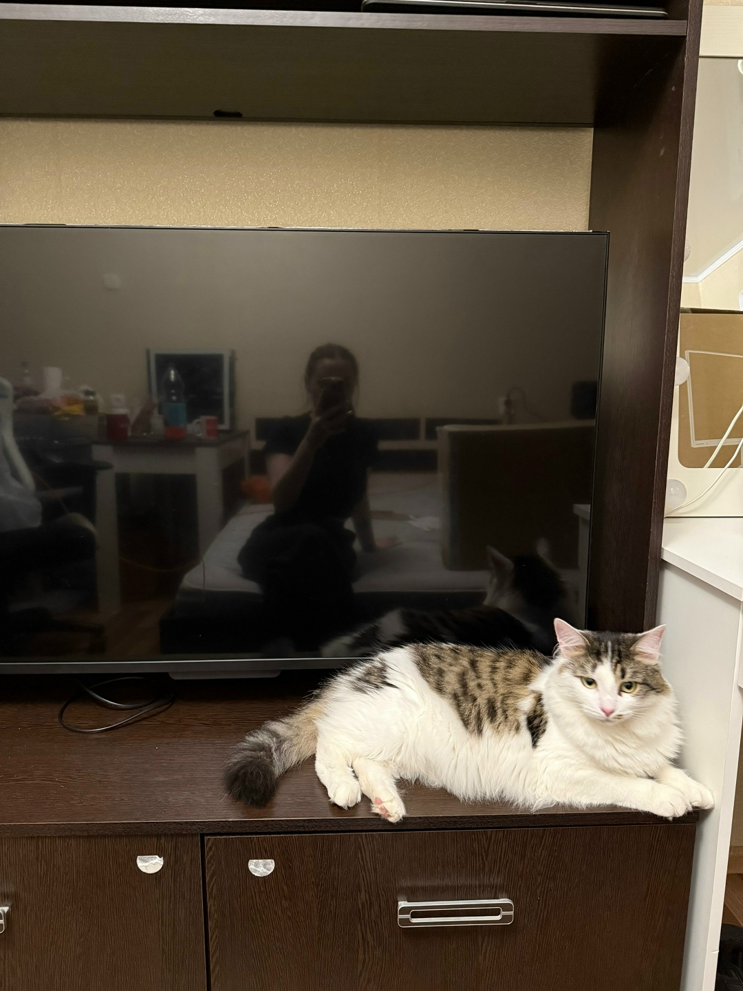 Пропала кошка в Петрозаводске — фото объявления