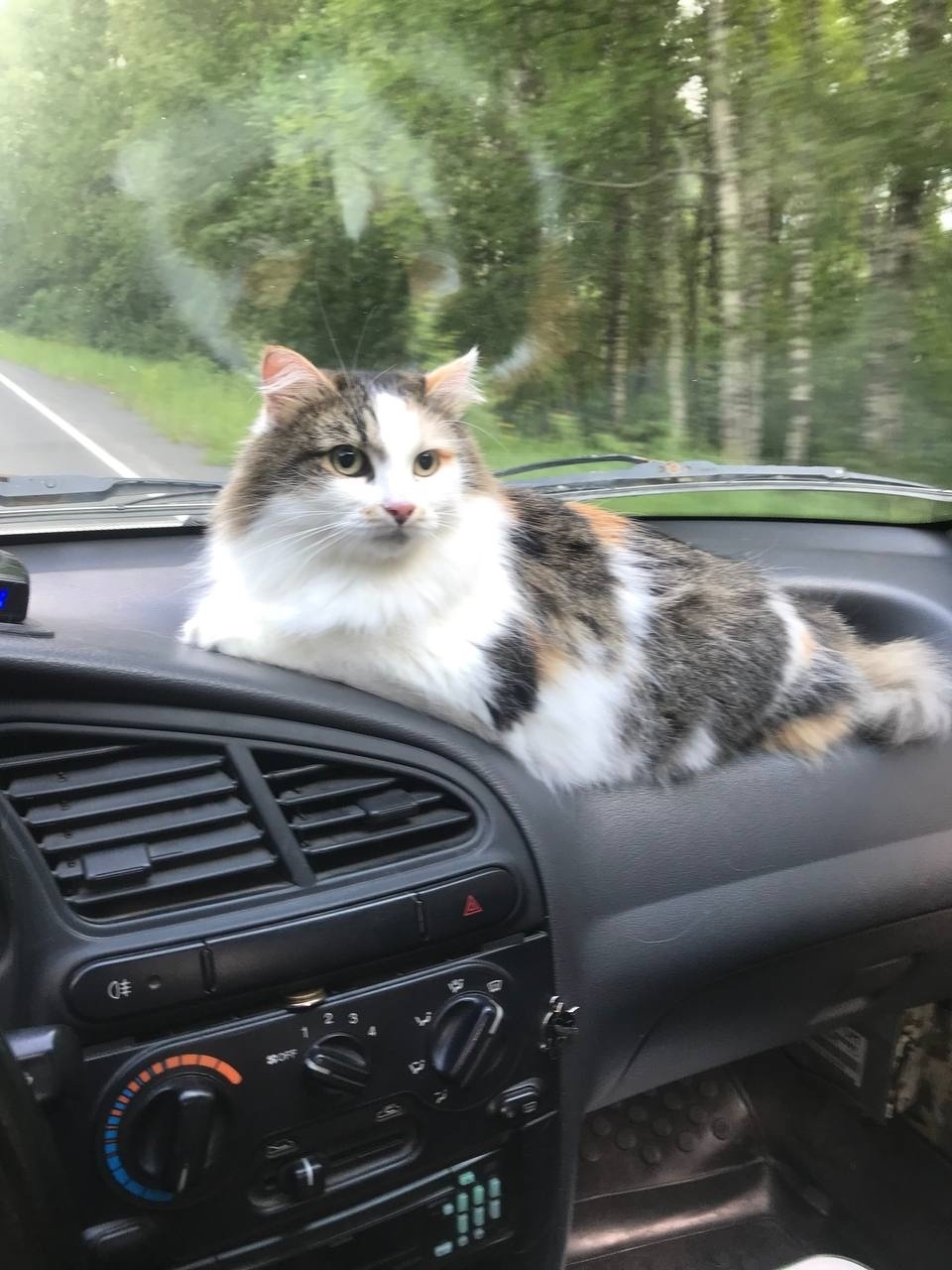 Пропала кошка в Петрозаводске — фото объявления