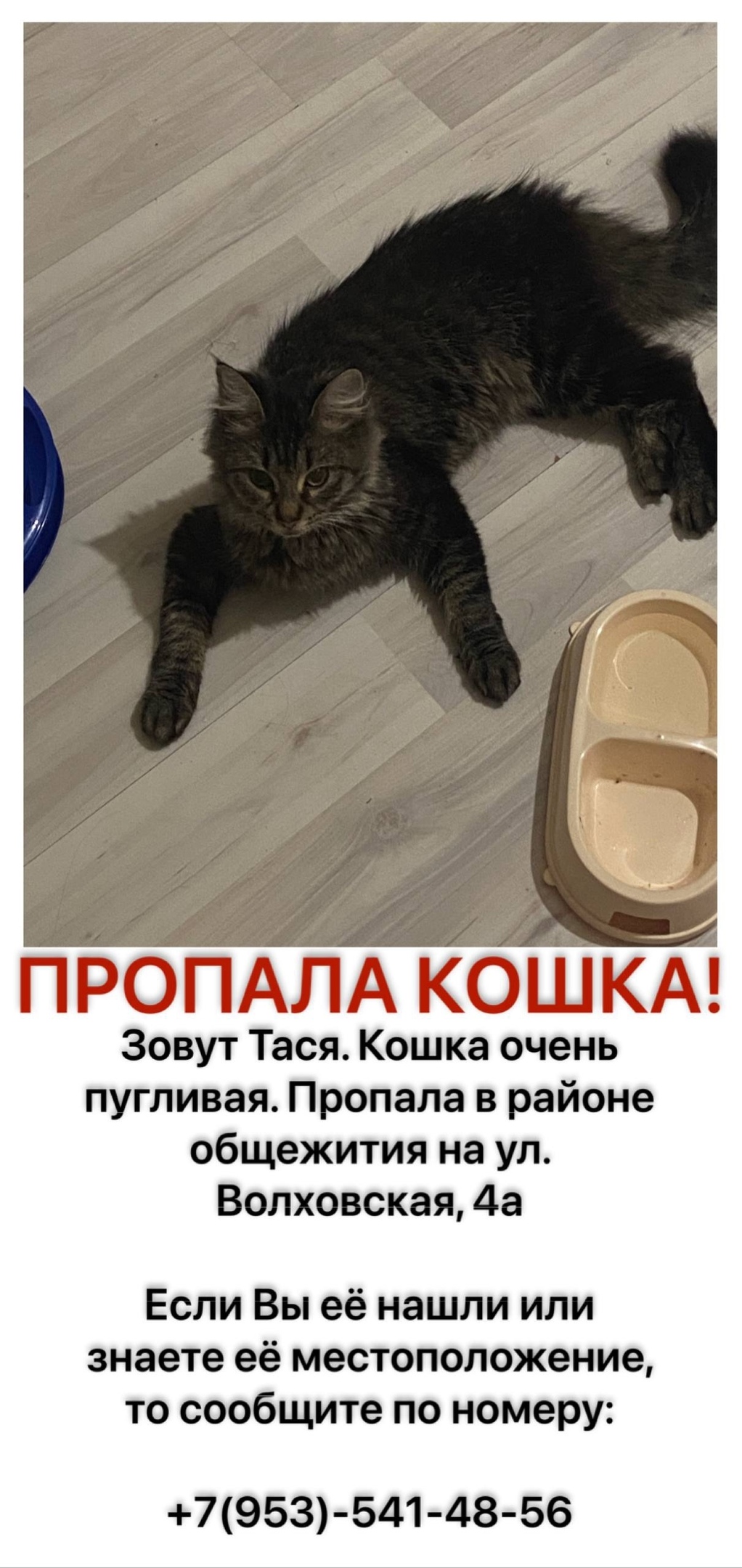 Пропала кошка в Петрозаводске — фото объявления