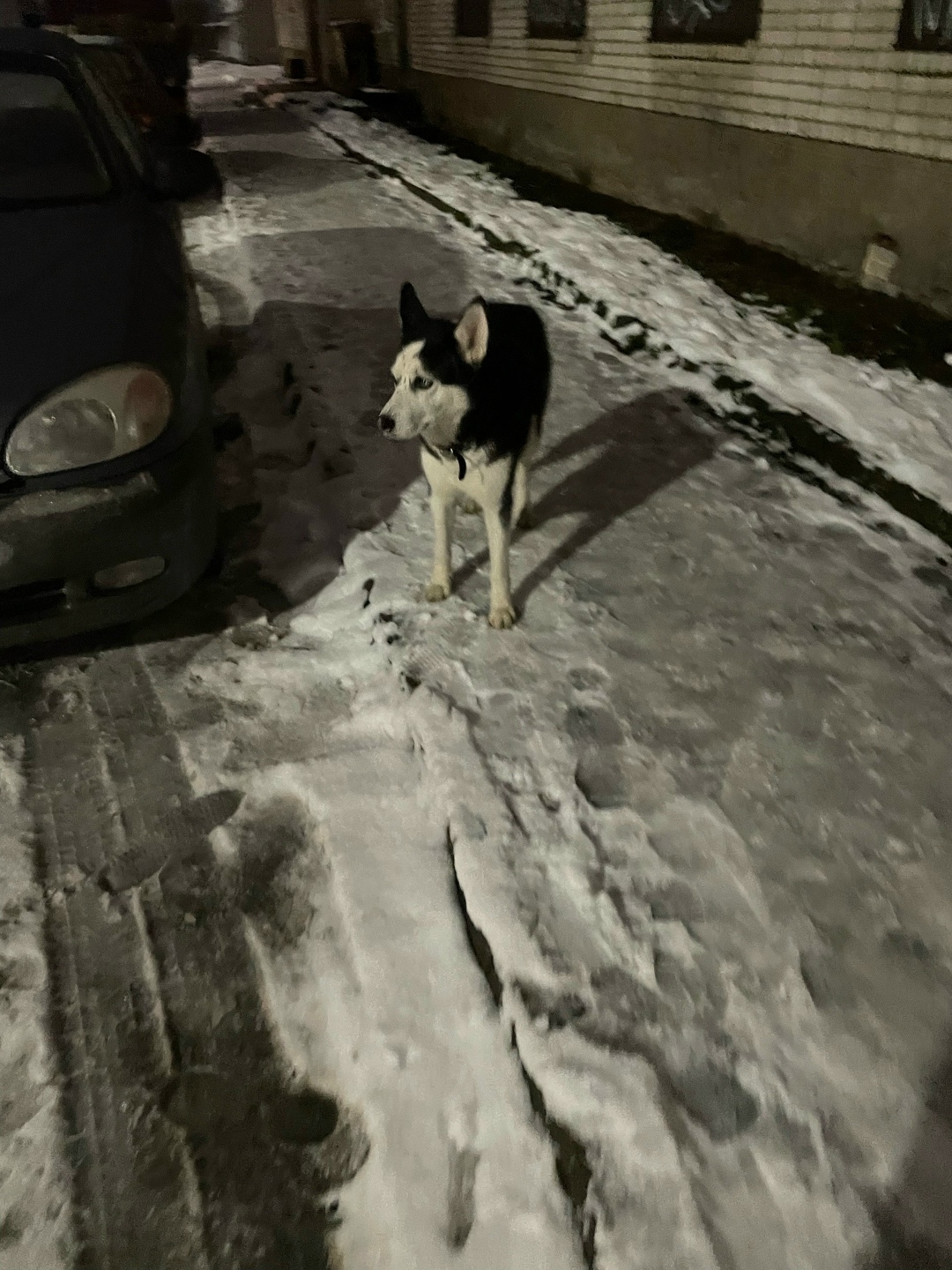 Пропала собака в Петрозаводске — фото объявления