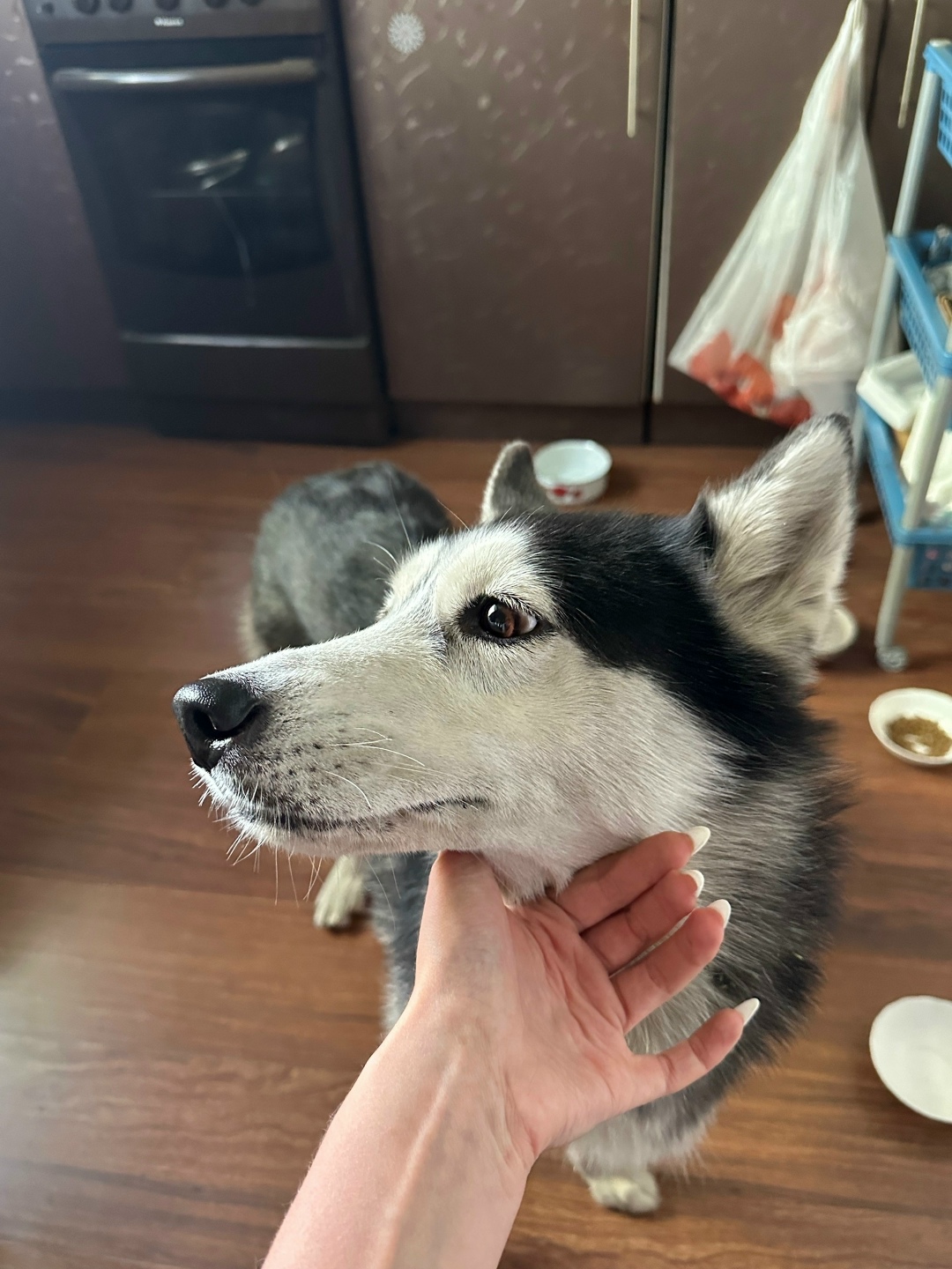 Найдена собака в Петрозаводске — фото объявления