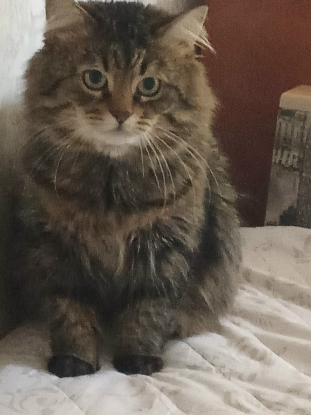 Пропала кошка в Петрозаводске — фото объявления