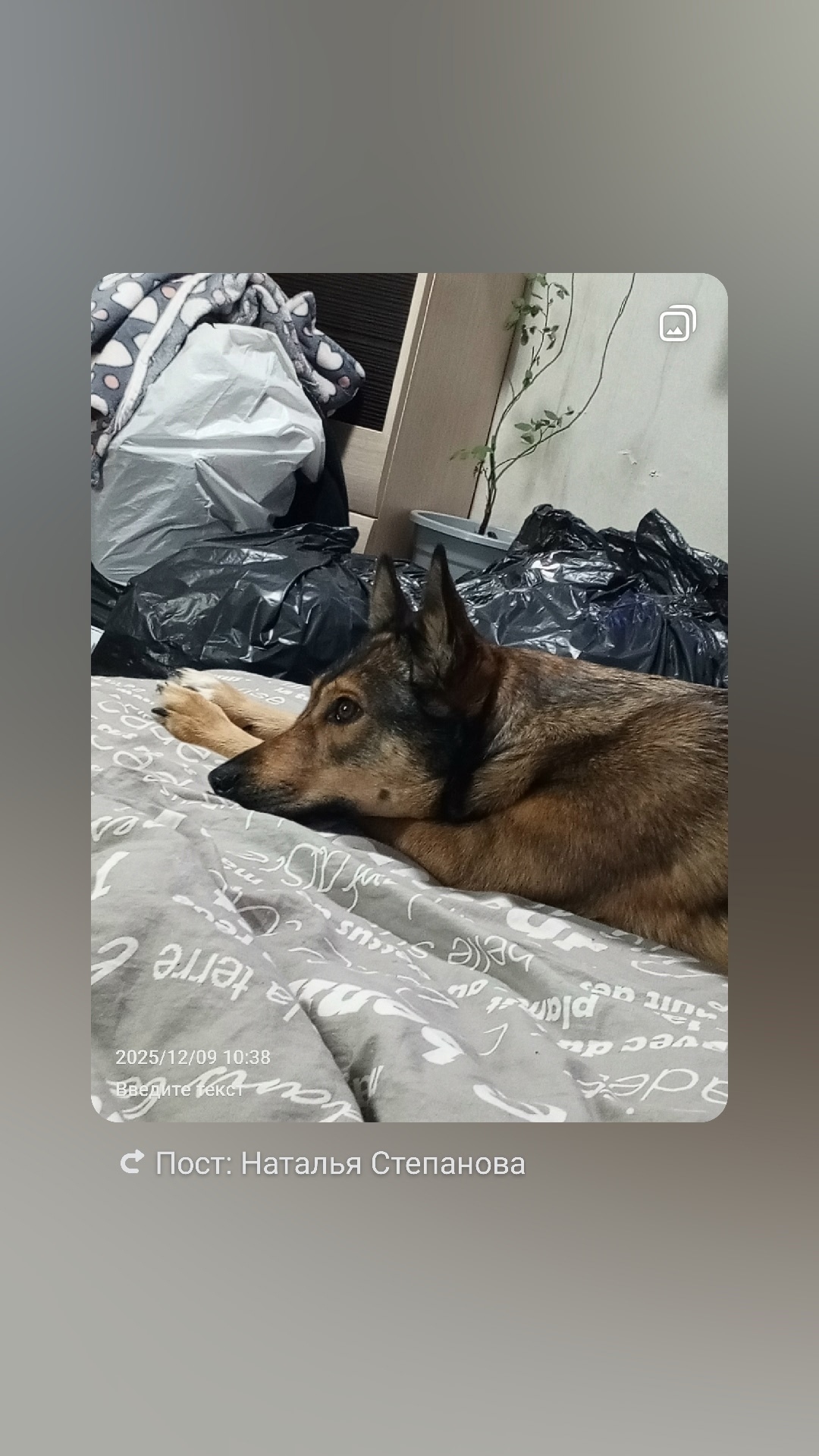 Пропала собака в Петрозаводске — фото объявления