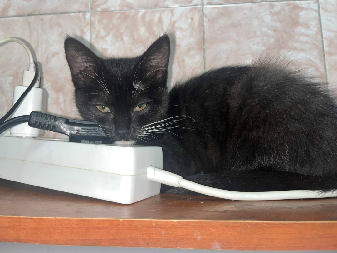 Пропала кошка в Петрозаводске — фото объявления