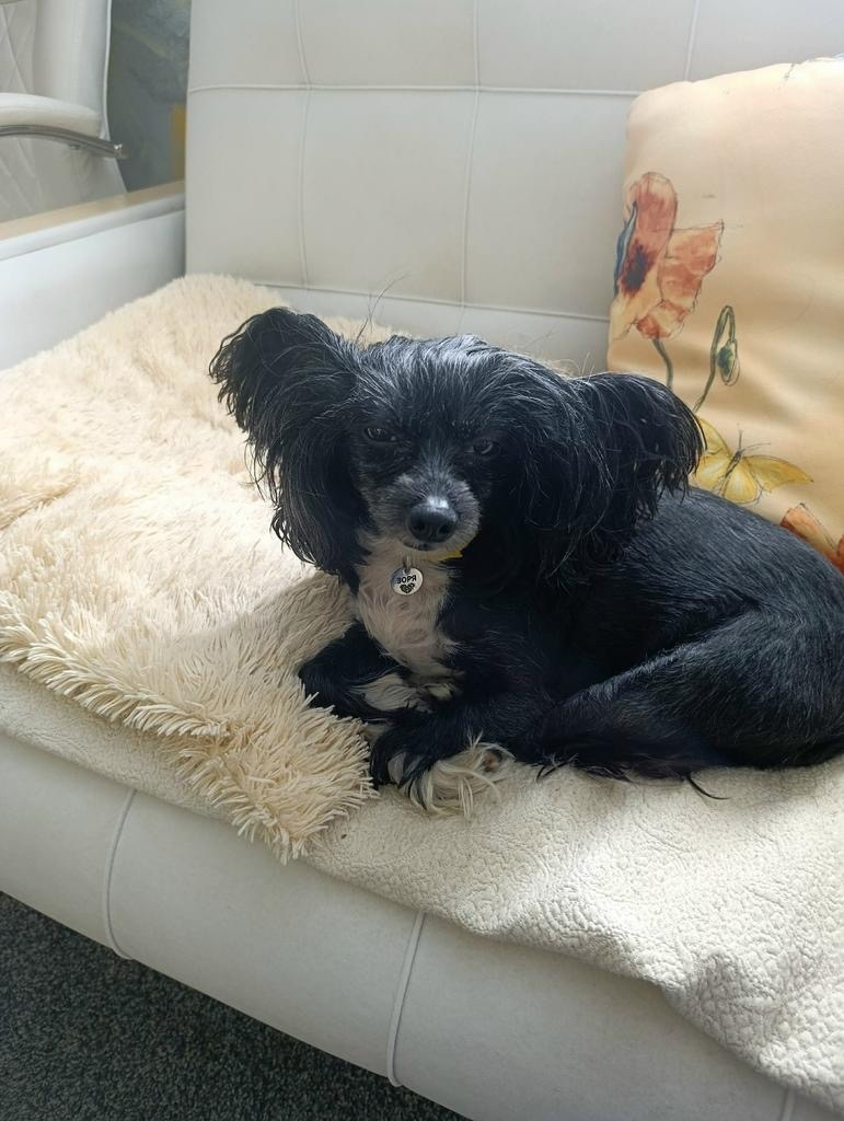 Пропала собака в Петрозаводске — фото объявления